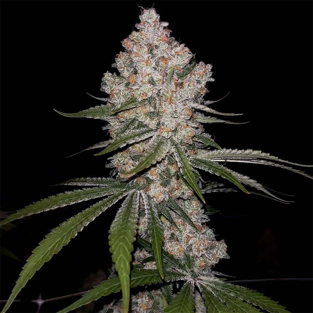 Green Bodhi-Hazy Voyage