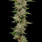 Humboldt Seed Company-Hella Jelly