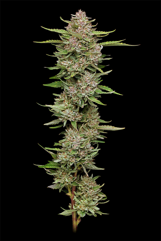 Humboldt Seed Company-Hella Jelly