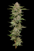 Humboldt Seed Company-Hella Jelly