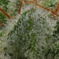 Humboldt Seed Company-Hella Jelly