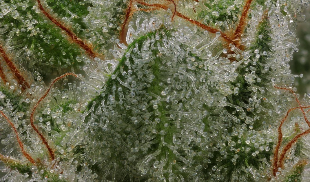 Humboldt Seed Company-Hella Jelly