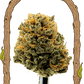 Exotic Seed-Herz OG