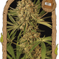 Exotic Seed-Herz OG