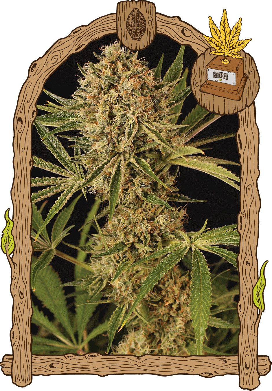 Exotic Seed-Herz OG