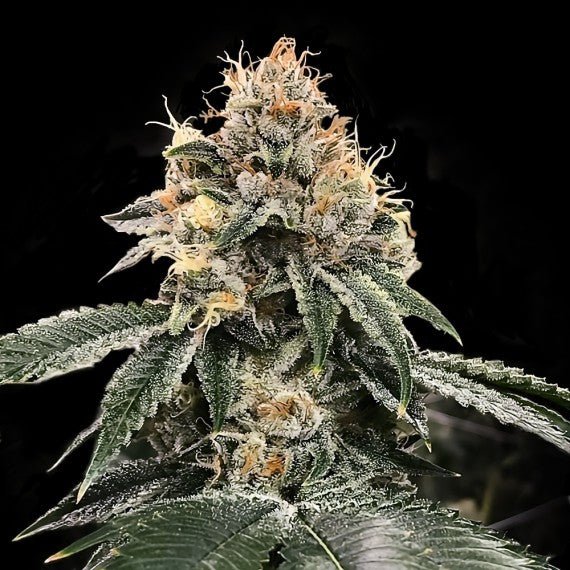 DNA Genetics-HG23 AKA Michael Jordan Auto