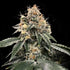 DNA Genetics-HG23 AKA Michael Jordan Auto