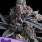 Anesia Seeds-High Mars