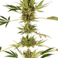 Sensi Seeds-Himalayan CBD
