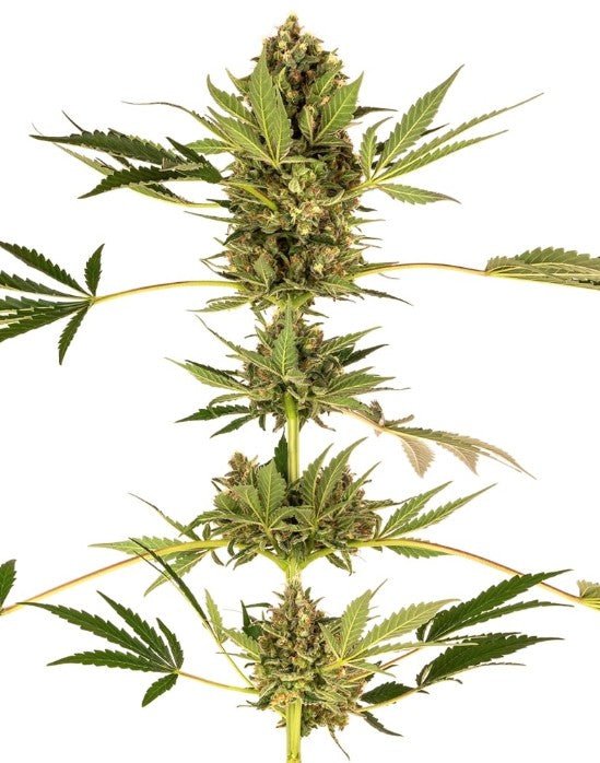 Sensi Seeds-Himalayan CBD