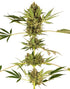 Sensi Seeds-Himalayan CBD