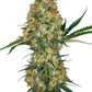 Sensi Seeds-Hindu Kush