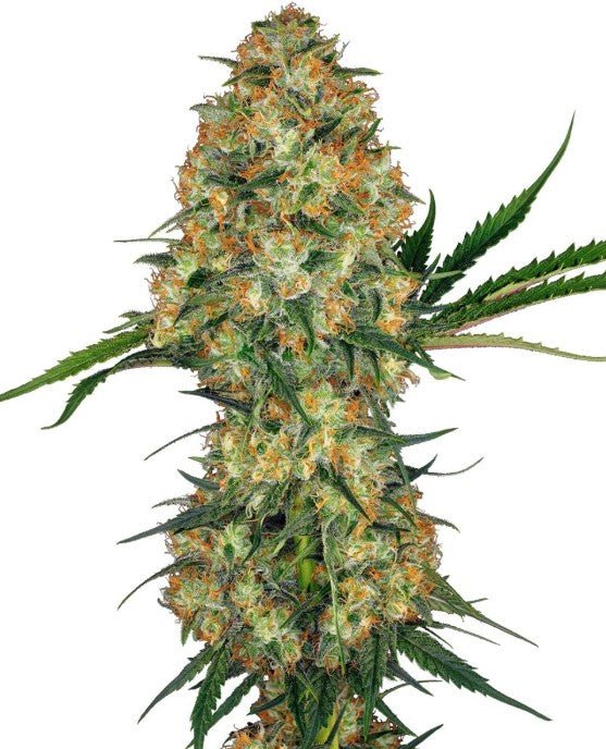 Hindu Kush - Cannaseuse - Curated Genetics - Sensi Seeds