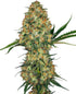 Sensi Seeds-Hindu Kush