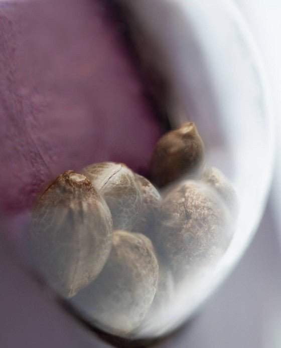 Hindu Kush - Cannaseuse - Curated Genetics - Sensi Seeds
