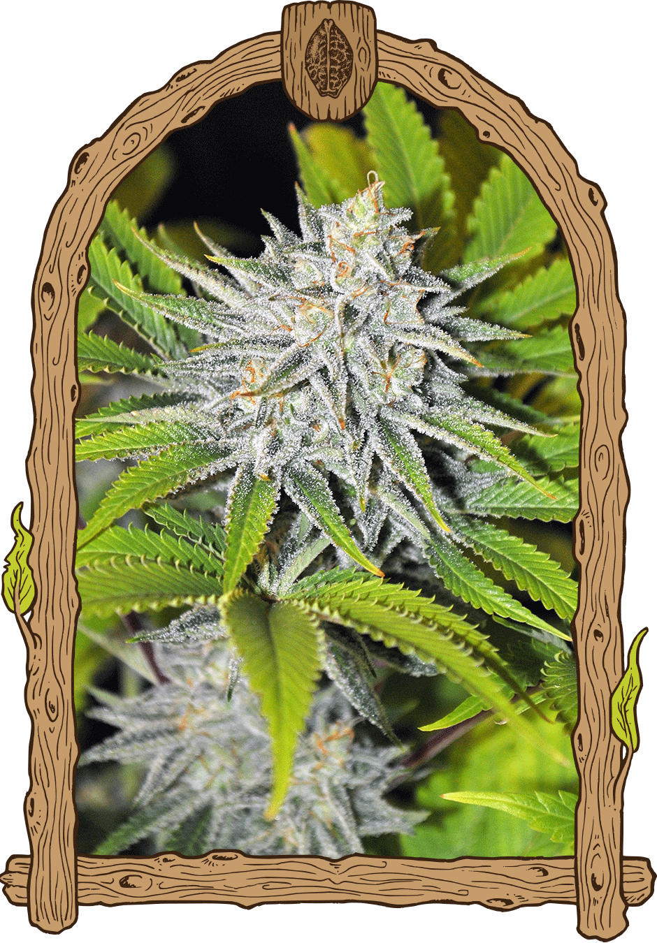Exotic Seed-Hippieberry