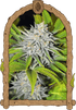 Exotic Seed-Hippieberry