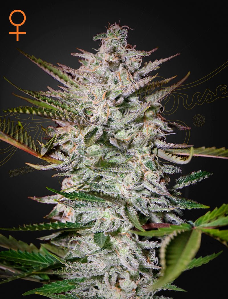 Green House Seeds-Holy Punch