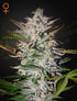 Green House Seeds-Holy Punch