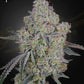 Green House Seeds-Honey Dipper