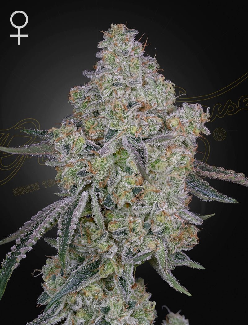 Green House Seeds-Honey Dipper