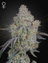 Green House Seeds-Honey Dipper