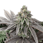 Grateful Seeds-Honey Pam