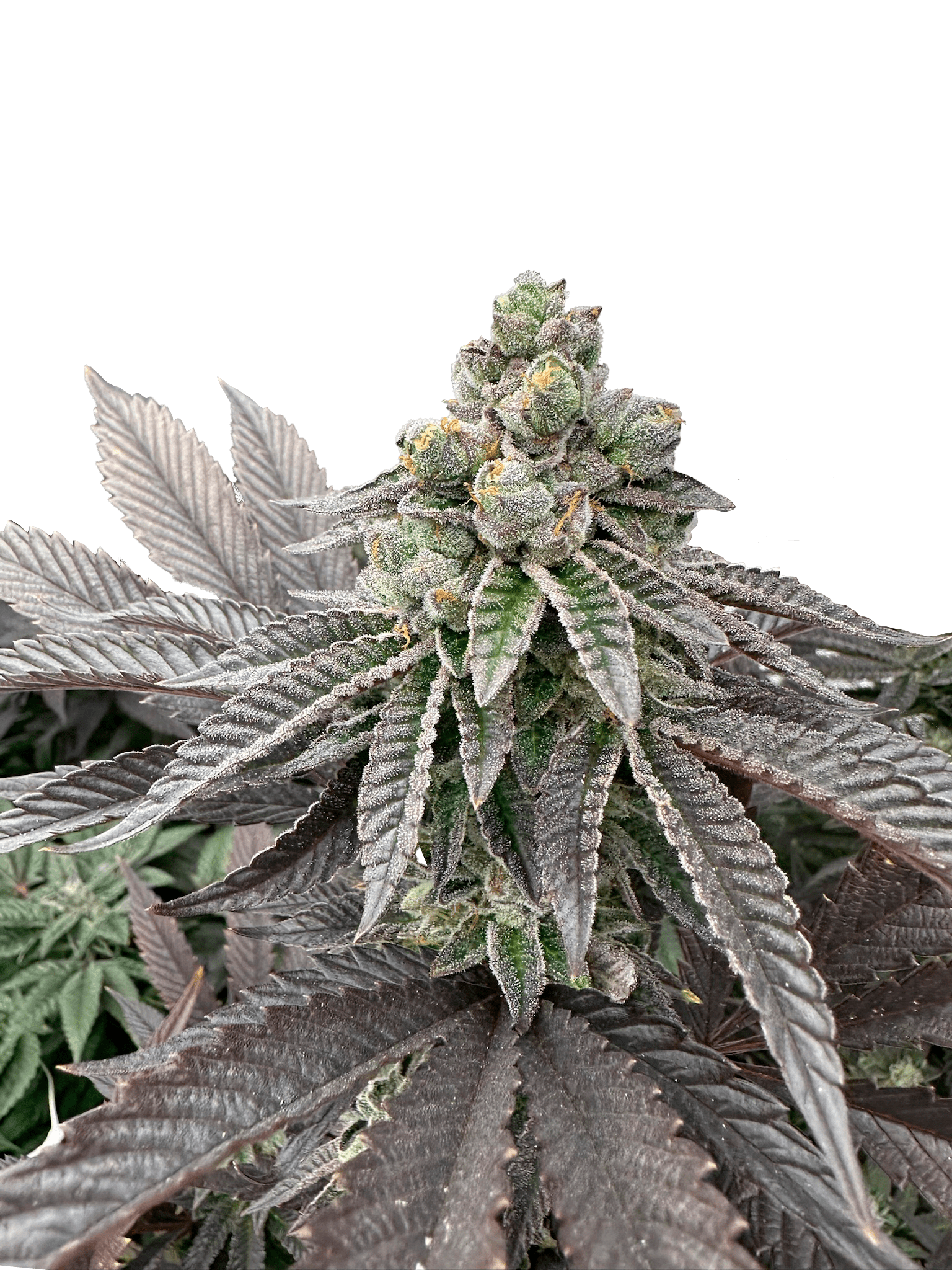Grateful Seeds-Honey Pam