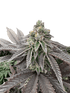 Grateful Seeds-Honey Pam