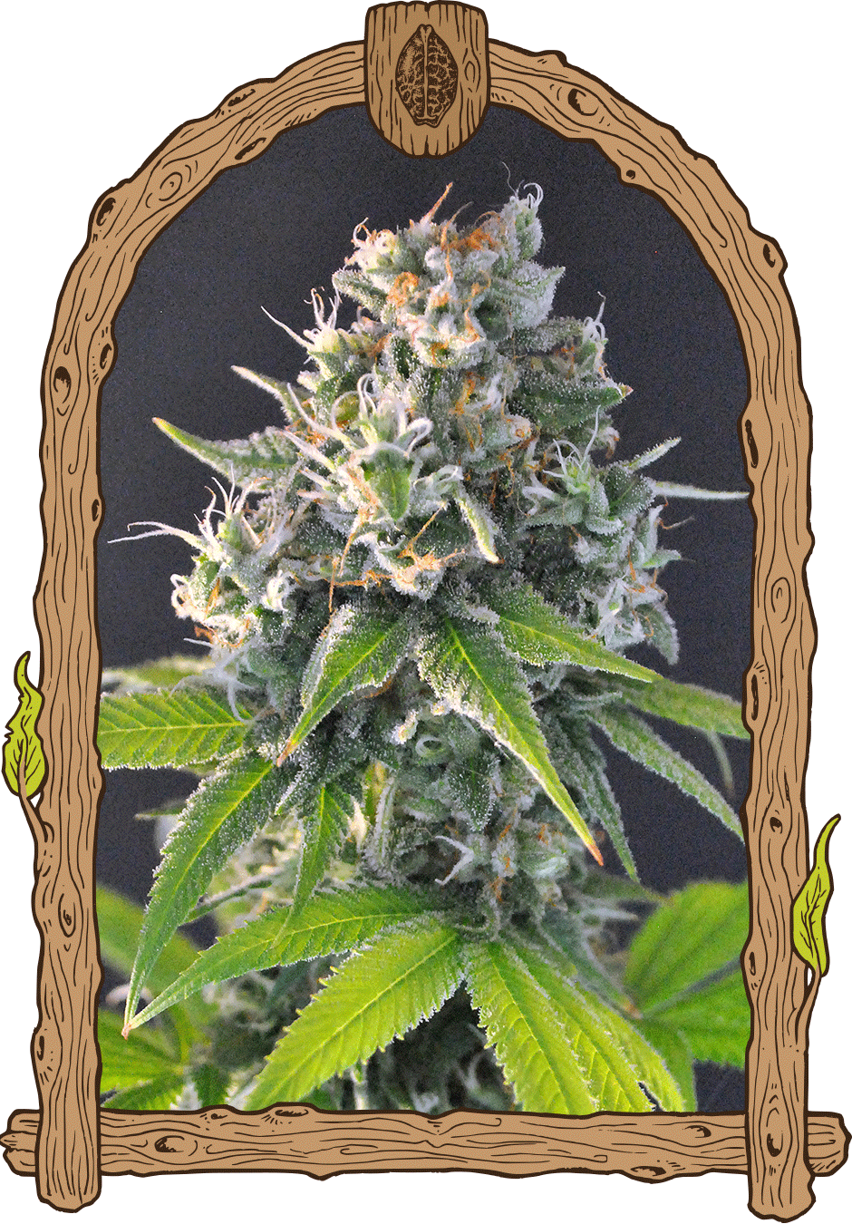 Honey Mints - Cannaseuse - Curated Genetics - Exotic Seed