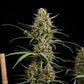HulkBerry Auto - Cannaseuse - Curated Genetics - Royal Queen Seeds