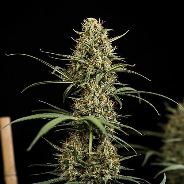 HulkBerry Auto - Cannaseuse - Curated Genetics - Royal Queen Seeds