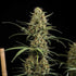 HulkBerry Auto - Cannaseuse - Curated Genetics - Royal Queen Seeds