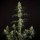 HulkBerry Auto - Cannaseuse - Curated Genetics - Royal Queen Seeds
