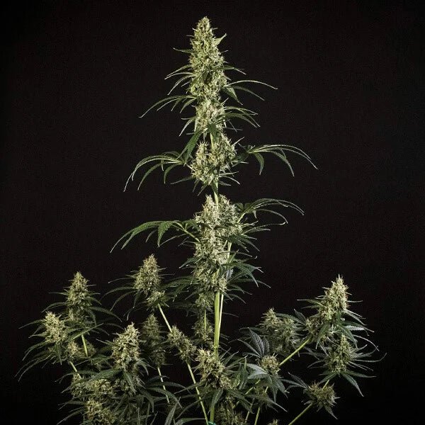 HulkBerry Auto - Cannaseuse - Curated Genetics - Royal Queen Seeds