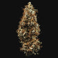 HulkBerry Auto - Cannaseuse - Curated Genetics - Royal Queen Seeds