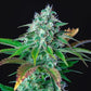 HulkBerry - Cannaseuse - Curated Genetics - Royal Queen Seeds