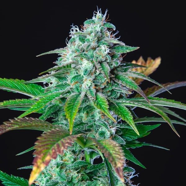 HulkBerry - Cannaseuse - Curated Genetics - Royal Queen Seeds