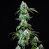 HulkBerry - Cannaseuse - Curated Genetics - Royal Queen Seeds