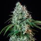 HulkBerry - Cannaseuse - Curated Genetics - Royal Queen Seeds