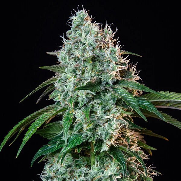 HulkBerry - Cannaseuse - Curated Genetics - Royal Queen Seeds
