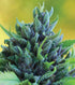 Humboldt Seed Company-Humboldt Dream