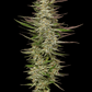 Humboldt Seed Company-Gazzurple