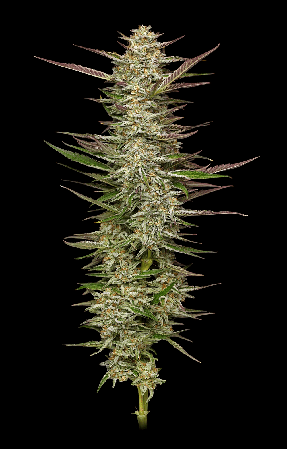 Humboldt Seed Company-Gazzurple