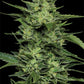 Humboldt Seed Company-Limez