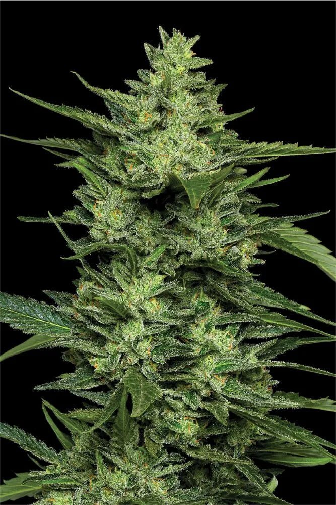 Humboldt Seed Company-Limez