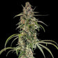 Hyperion F1 - Cannaseuse - Curated Genetics - Royal Queen Seeds