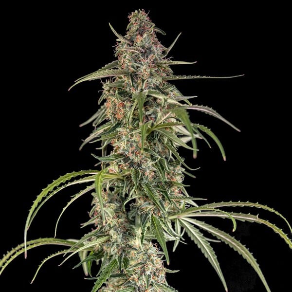 Hyperion F1 - Cannaseuse - Curated Genetics - Royal Queen Seeds