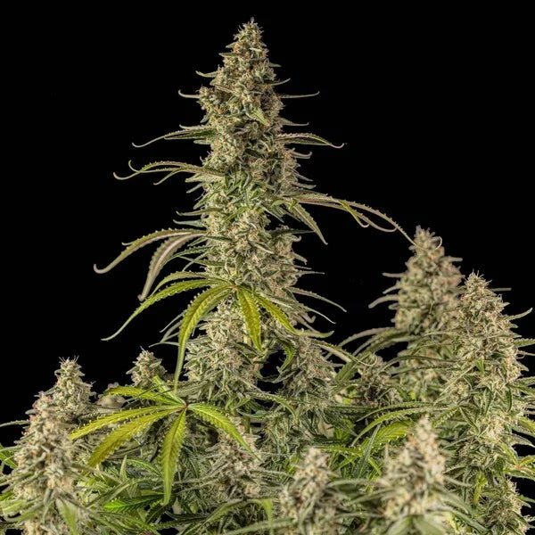 Hyperion F1 - Cannaseuse - Curated Genetics - Royal Queen Seeds