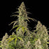 Hyperion F1 - Cannaseuse - Curated Genetics - Royal Queen Seeds